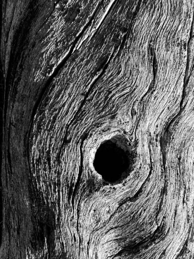 Weathered wood grain with dark knot