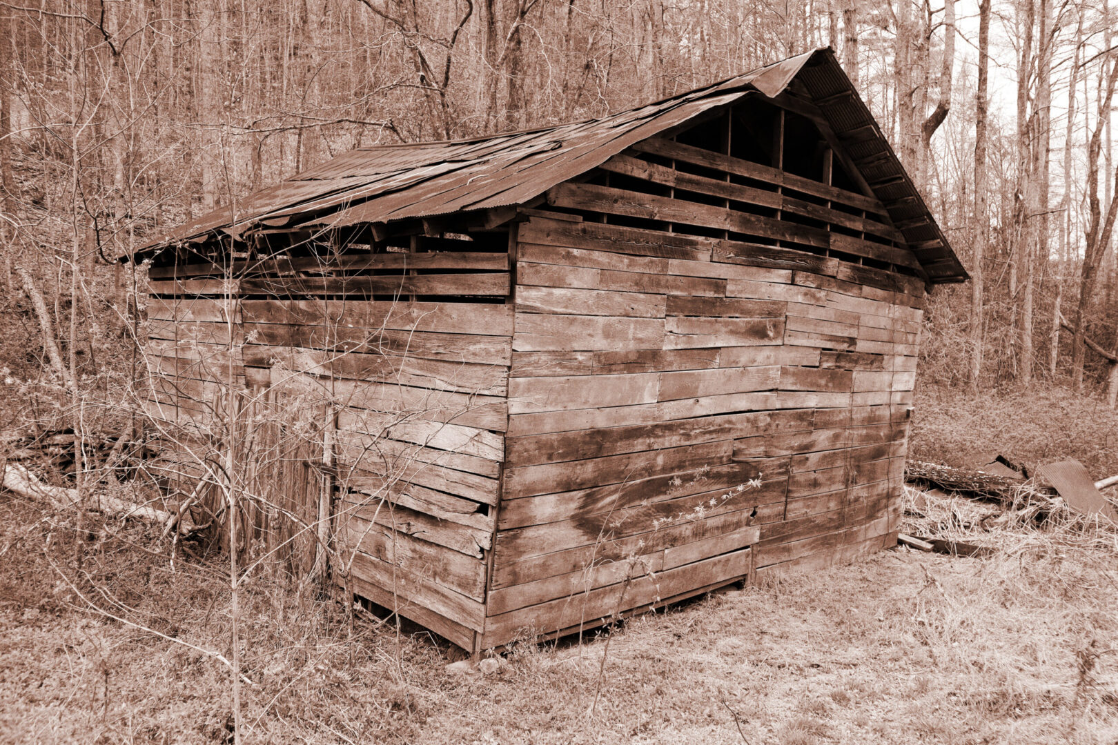 Sepia slatted shack nestled in bare woods