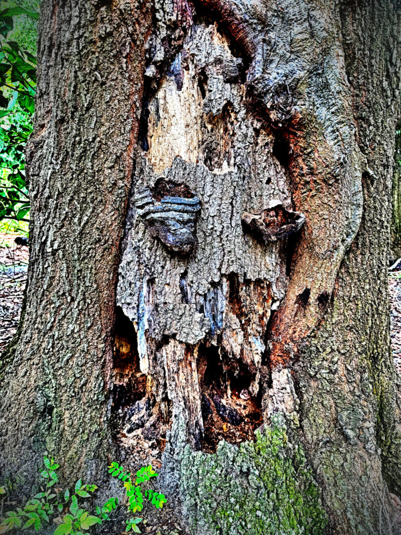 Close-up of decayed tree bark with fungi