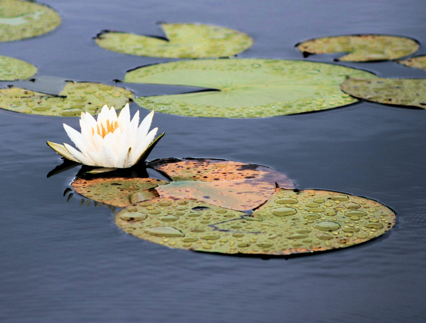 White water lily on green lily pads.