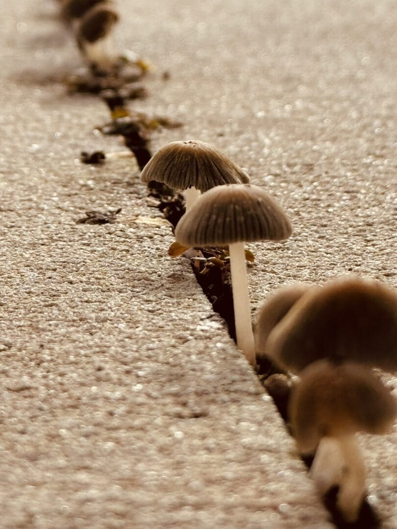 Mushrooms growing through a crack in pavement.