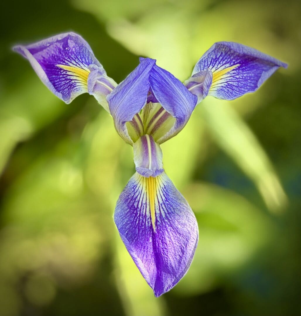 Purple flower with yellow stripes in bloom.