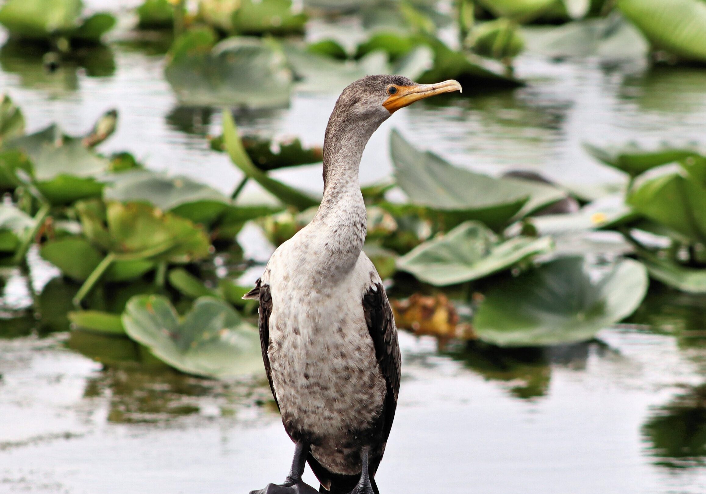 Anhinga